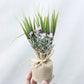 Small potted plant wrapped in burlap with a ribbon against a light background