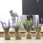 Four small potted plants wrapped in burlap on a surface with a blurred background